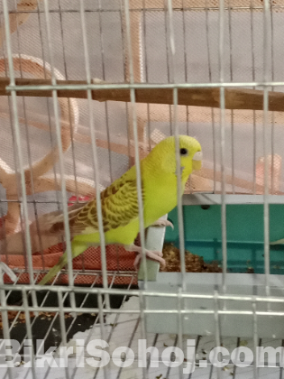 Budgie bird